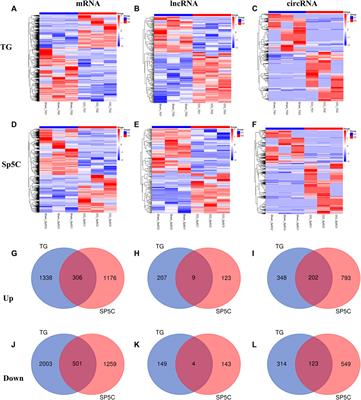 Transcriptome-wide analysis of trigeminal ganglion and subnucleus caudalis in a mouse model of chronic constriction injury-induced trigeminal neuralgia